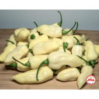 White Fatalii  C. chinense