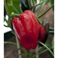 Red Skin  C. annuum