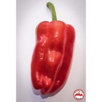 Tapas C. annuum