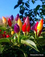 Numex Twilight  C. annuum