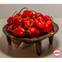 Fatalii Gourmet Rocato