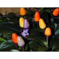 Bolivian Rainbow  C. annuum