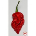 Fatalii Gourmet Jigsaw  C. chinense