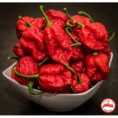 Carolina Reaper  C. chinense