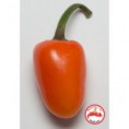 Jalapeno, Tam  C. annuum