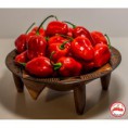 Fatalii Gourmet Rocato