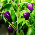 Black Scorpion Tongue  C. annuum