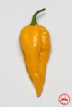 Fatalii  C. chinense